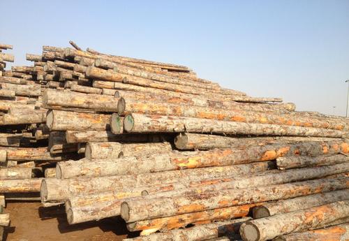 大量销售 黑松 木材原木 白松原木密度好-上海市宝山区联友木材加工场